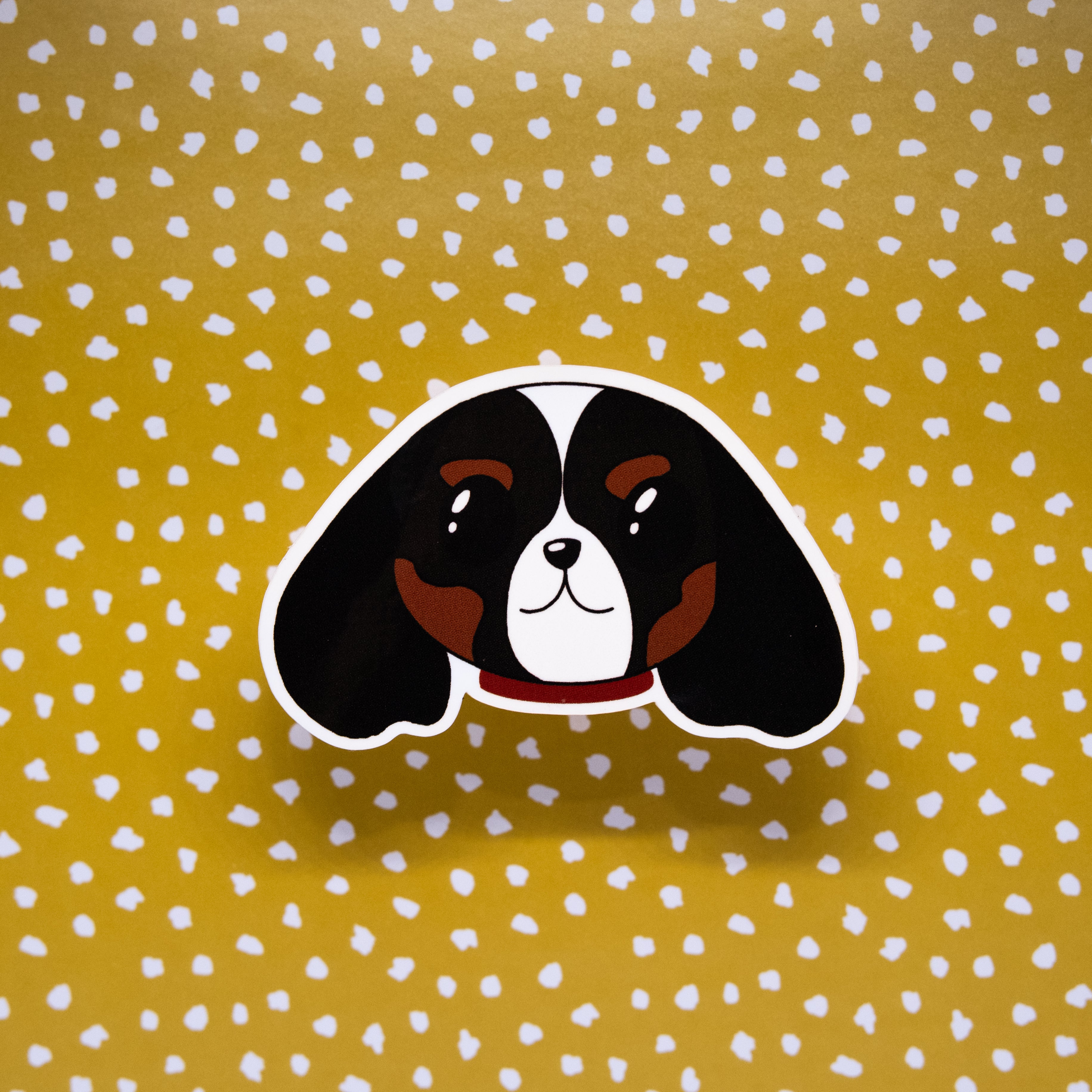 Dipper - Cavalier King Charles Spaniel