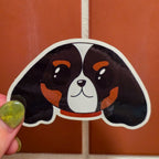 Dipper - Cavalier King Charles Spaniel