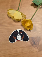 Dipper - Cavalier King Charles Spaniel